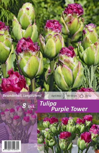 Tulipa Purple Tower
