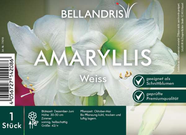 Amaryllis Weiss