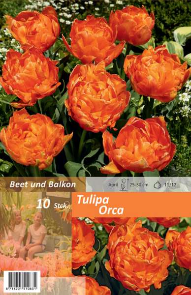 Gefüllte frühe Tulpen Tulipa Orca