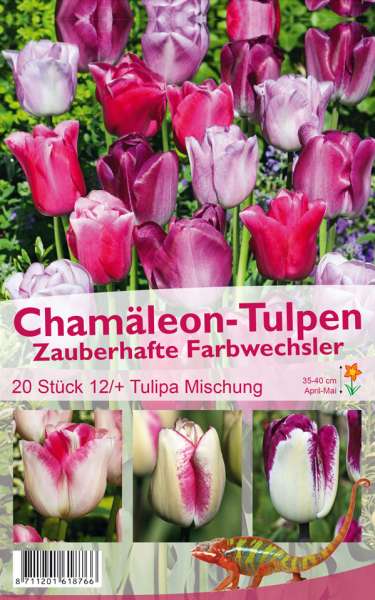 Chamäleon Tulpen Tulipa Mischung 20 Stück