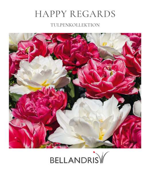 Happy Regards Tulpenkollektion