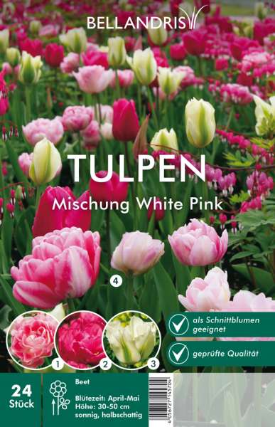 Tulpen Mischung White Pink
