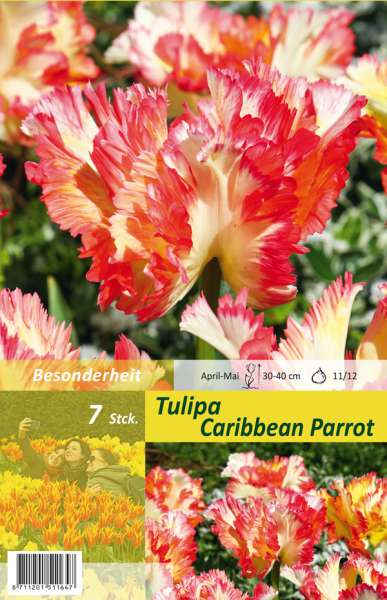 Papagei Tulpen Tulipa Caribbean Parrot