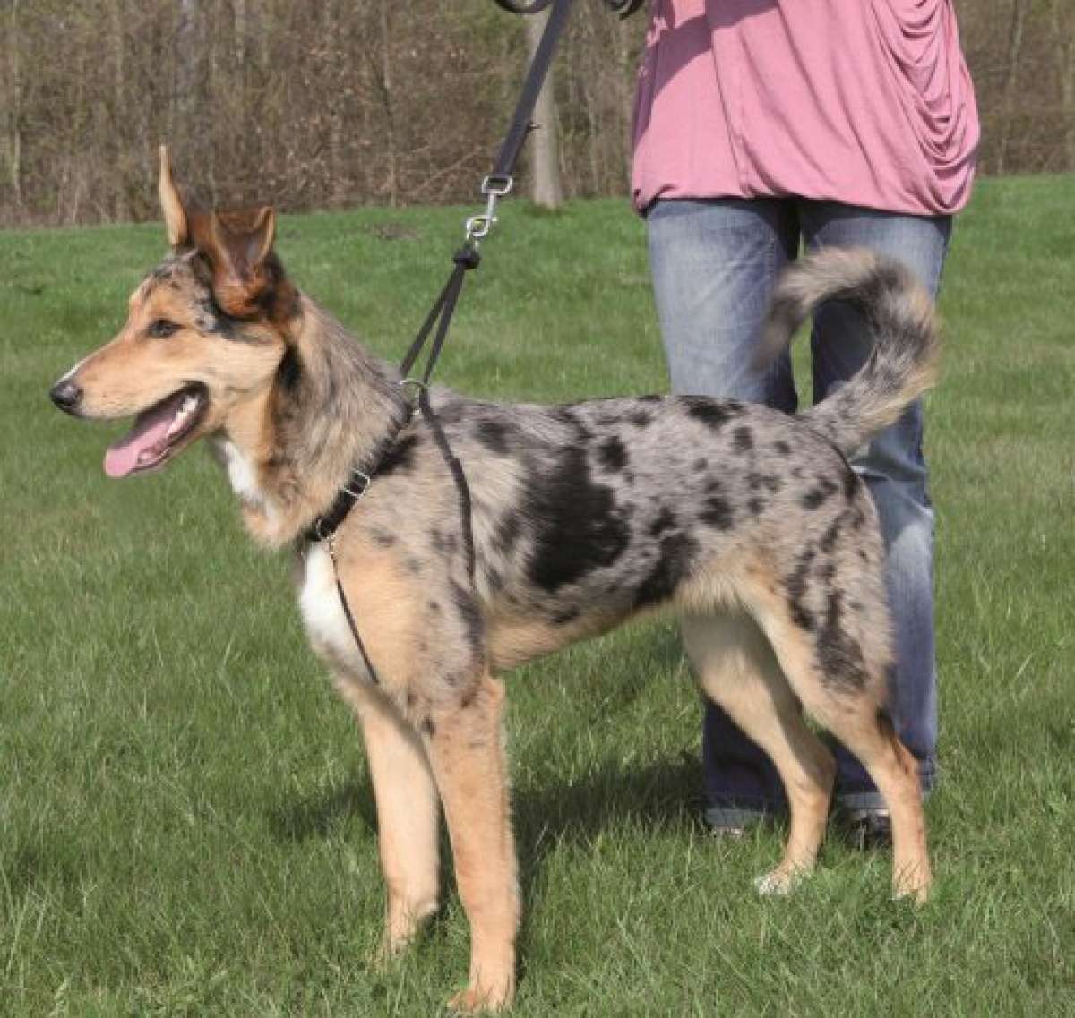 Trixie EasyWalk Basic Erziehungsgeschirr, Gr. L Geschirre, Halsbänder