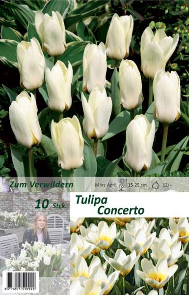 Tulipa Cocerto 10 Stück