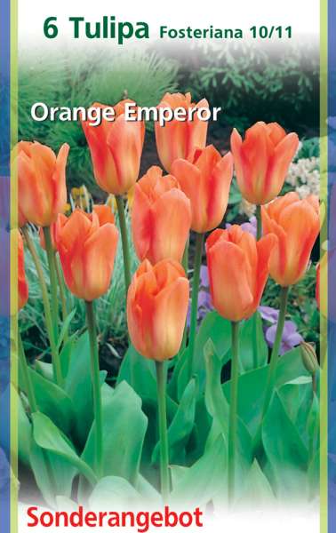 Fosteriana Tulpen Tulipa Orange Emperor