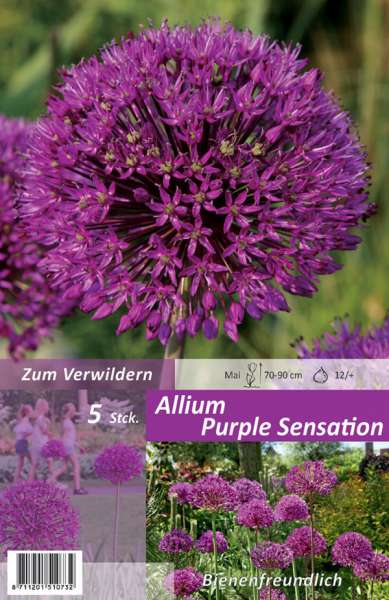 Zierlauch Allium Purple Sensation