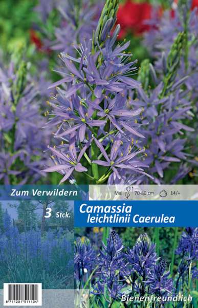 Prairielilie Camassia leichtlinii Caerulea
