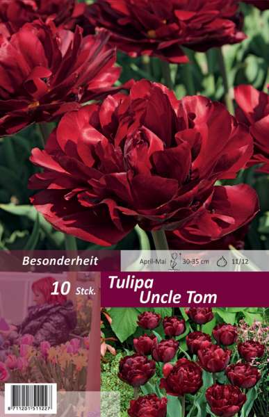 Gefüllte späte Tulpen Tulipa Uncle Tom