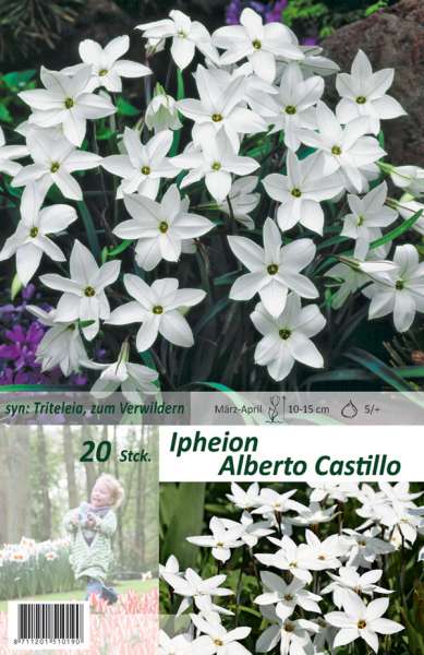 Blumenzwiebeln Triteleia Ipheion Alberto Castillo 20 Stück