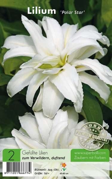 Lilium Polar Star Gefüllte Lilien 2 Stück