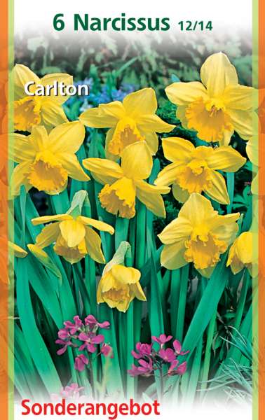Narzissen Narcissus Carlton