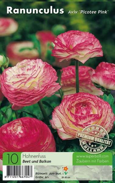 Ranunculus Aviv Picotee Pink Hahnenfuss 10 Stück