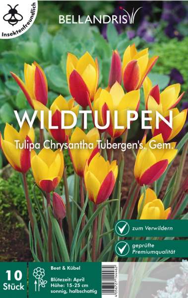 Wildtulpen Tulipa Chrysantha Tubergen's. Gem.