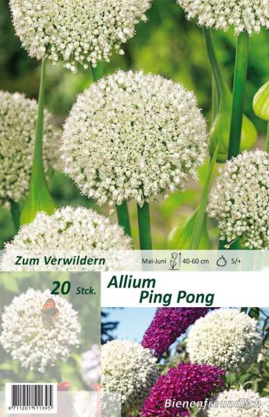 Zierlauch Allium Ping Pong