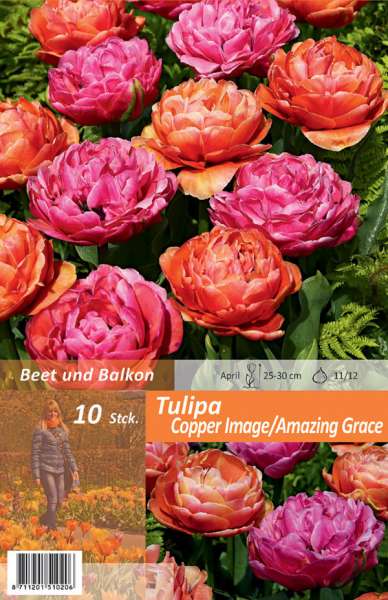 Gefüllte späte Tulpen Tulipa Copper Image/Amazing Grace