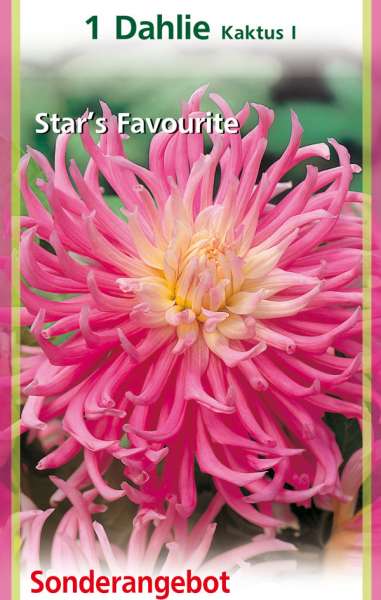 Dahlia Kaktus I, Star's Favourite 1 Stück