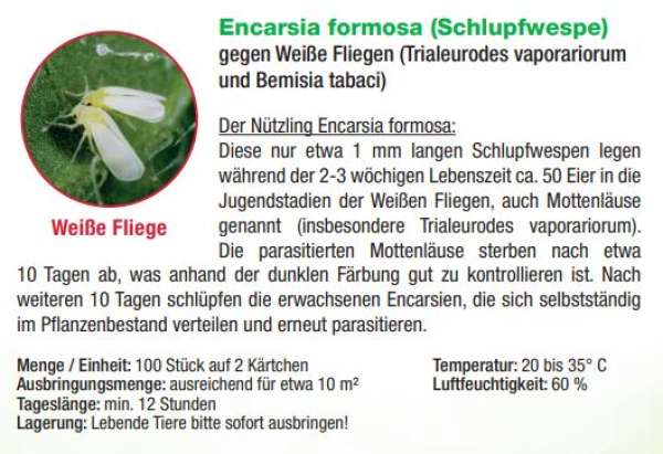 Dr. Stähler Encarsia formosa (Schlupfwespe)