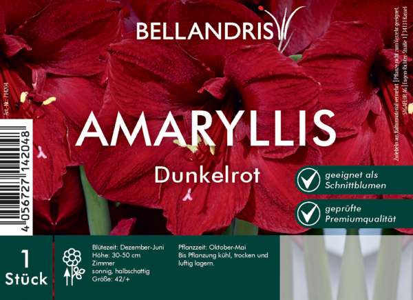 Amaryllis Dunkelrot