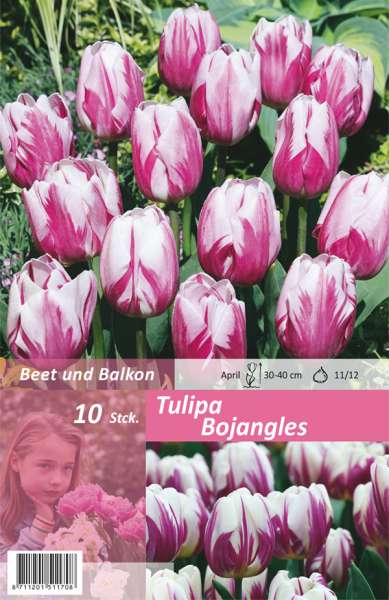 Tulipa Bojangles 10 Stück
