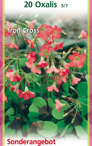 Oxalis Iron Cross 20 Stück