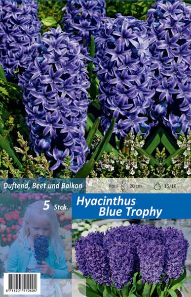Hyazinthen Hyacinthus Blue Trophy