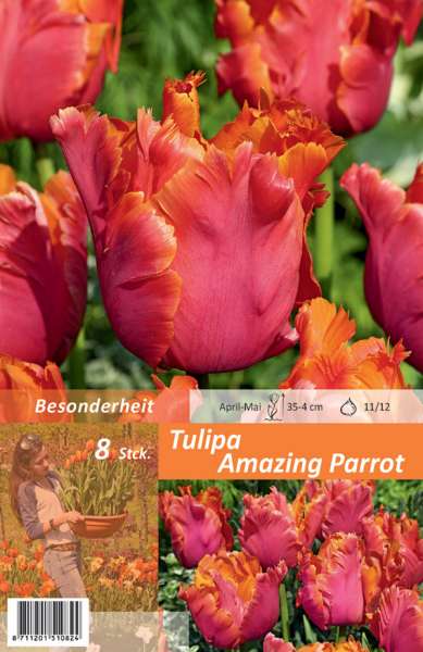 Tulipa Amazing Parrot 8 Stück
