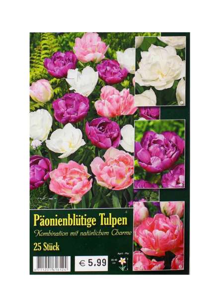 Päonienblütige Tulpen
