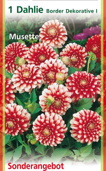 Dahlia Border Dekorative I, Musette 1 Stück