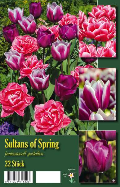 Gefüllte frühe Tulpen Sultans of Spring