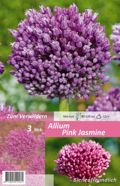 Zierlauch Allium Pink Jasmine
