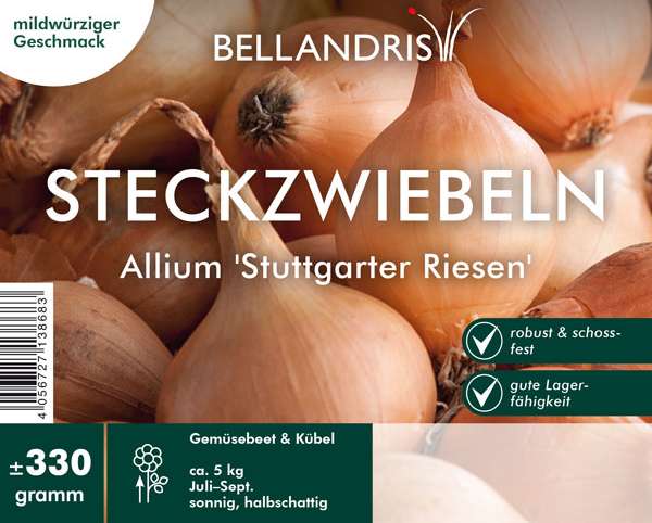 Steckzwiebeln Allium Stuttgarter Riesen 330 g