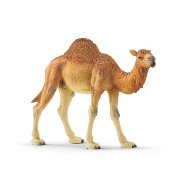 Schleich Dromedar