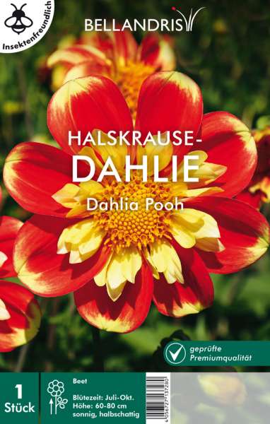 Halskrausen Dahlien Pooh "1 o 3 Wurzelstöcke" Dahlie Blumenzwiebeln