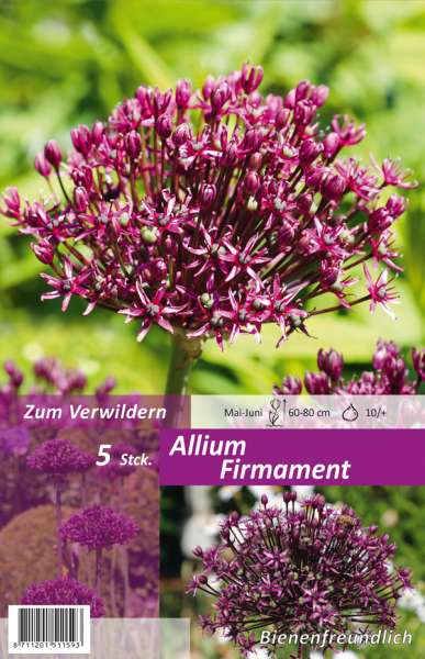 Zierlauch Allium Firmament