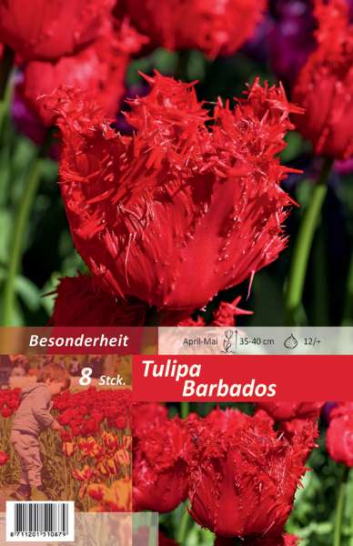 Gefranste Tulpen Tulipa Barbados 8 Stück