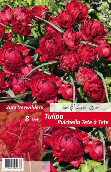 Botanische Wildart Tulpen Tulipa pulchella Tete á Tete