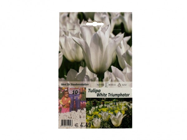 Tulipa White Triumphator