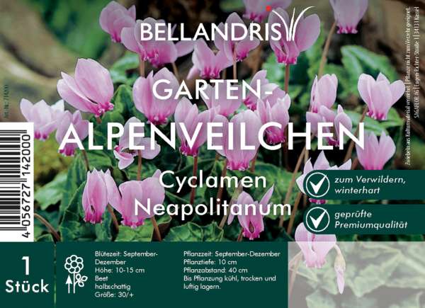Garten-Alpenveilchen Cyclamen Neapolitanum