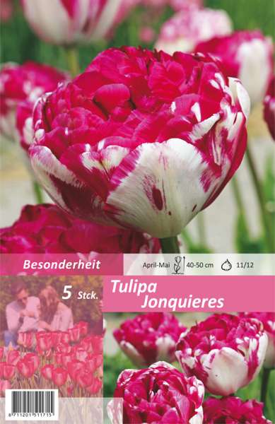 Gefüllte späte Tulpen Tulipa Jonquieres 5 Stück