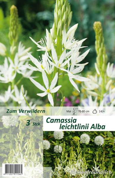 Prärielilie Camassia leichtlinii Alba