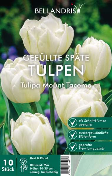 Gefüllte Späte Tulpen Tulipa Mount Tacoma