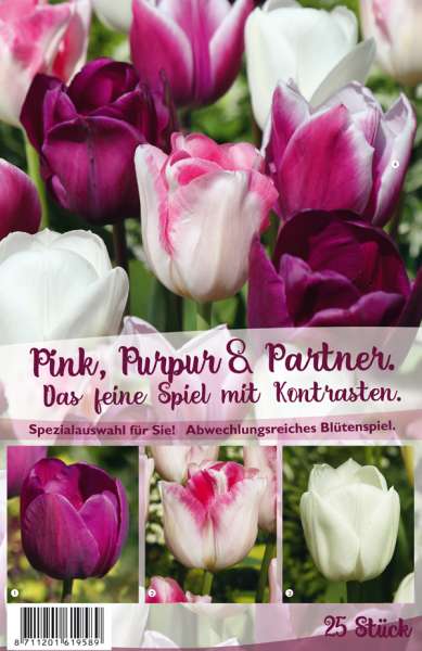 Tulpen Pink, Purpur & Partner 25 Stück