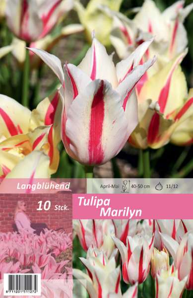 Tulipa Marilyn 10 Stück