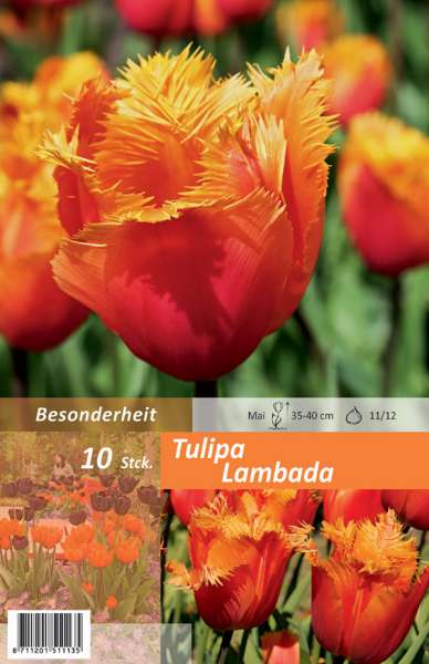 Tulipa Lambada 10 Stück