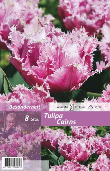 Gefranste gefüllte Tulpen Tulipa Cairns 8 Stück