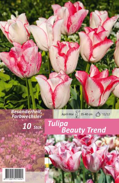Tulipa Beauty Trend 10 Stück