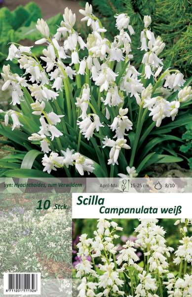 Scilla Campanulata weiß 10 Stück