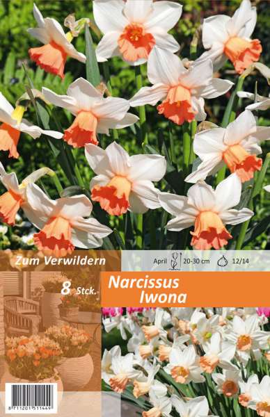 Botanische Cyclamineus Narzissen Narcissus Iwona
