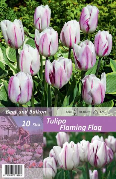 Tulipa Flaming Flag